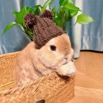 Accessoire mignon pour lapin, idéal pour les saisons froides
