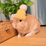 Bonnet stylé pour votre compagnon à grandes oreilles