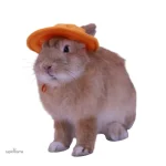 Casquette adorable pour animaux de compagnie