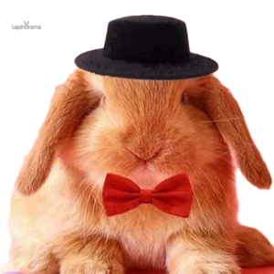 Chapeau pour Lapin, accessoire amusant et stylé