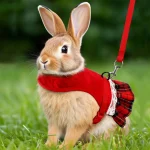 Accessoire tendance pour lapin, style unique et charmant