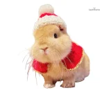 Écharpe pour lapin, accessoire chic et confortable