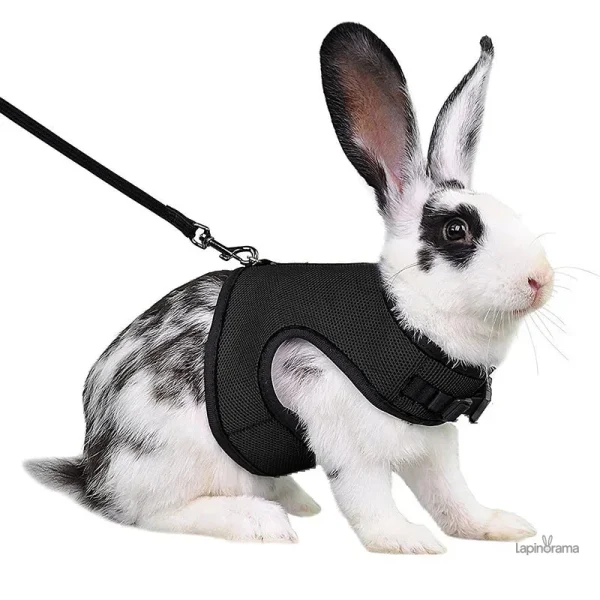 harnais-lapin-pas-cher-1 Harnais pour lapin confortable et ajustable