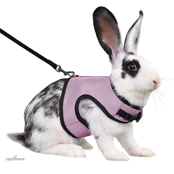 Accessoire pour lapin, idéal pour les promenades