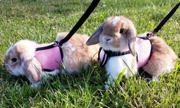 Sécurisez votre lapin lors de ses sorties extérieures