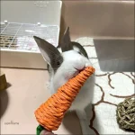 Jouet pour lapin bélier, sécuritaire et fun