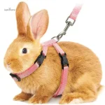 Laisse pour lapin, accessoire pratique et confortable