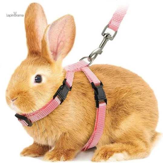 laisse-lapin-1 Laisse pour lapin, accessoire pratique et confortable