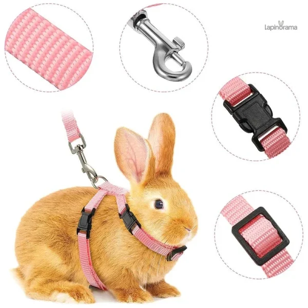 Laisse adaptée aux petits animaux, facile à utiliser