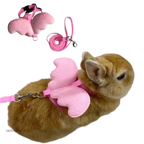 Accessoires Lapin