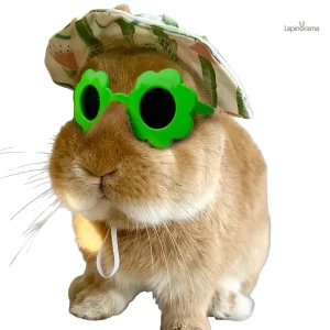Lunettes soleil pour lapin, accessoire tendance