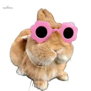 Mode lapin : lunettes soleil stylées et amusantes