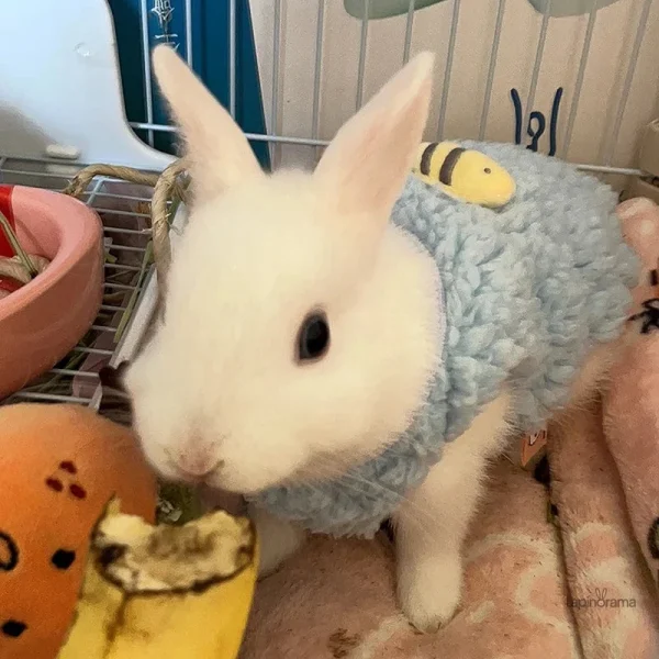 Manteau lapin chic, parfait pour les saisons froides