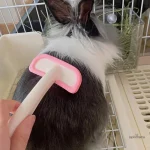 Accessoire essentiel pour le toilettage des lapins