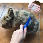 Peigne conçu pour le bien-être des lapins domestiques