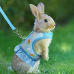 Pull en lapin, idéal pour un look cocooning