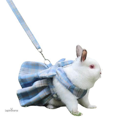 robe-lapin-1 Robe élégante pour lapin