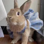 Manteau lapin confortable et stylé