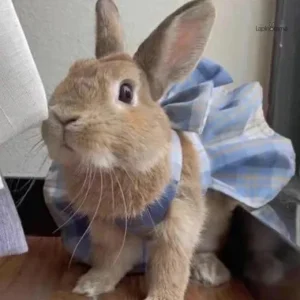 Manteau lapin confortable et stylé