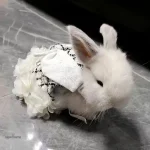 Vêtement lapin nain idéal pour les saisons fraîches