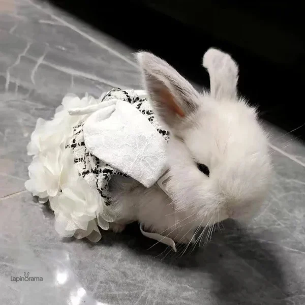 Vêtement lapin nain idéal pour les saisons fraîches